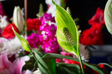 Wall Mural - A view of the spathe and spadix portion of a peace lily plant, among several other vivid flower bouquets.