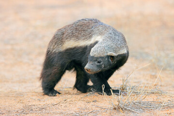 Wall Mural - an alert honey badger (mellivora capensis), kalahari desert, south africa.