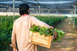 © WESTOCK - Rear veiw of farmer carrying basket of fresh vegetables at greenhouse for market - concept of organic farming, small business and hardworking