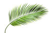 Green palm branch leaves shapes cutout transparent backgrounds 3d rendering png file