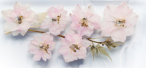 Fotomurales - Dried pink flowers of Japanese cherry, close up photo
