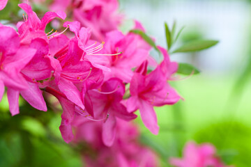 Fotomurales - Pink flowers of Rhododendron indicum, close up photo
