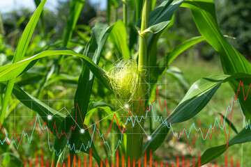 Agriculture of corn growing. Business development growth, planning and strategy concept. Selective focus.