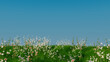 © RocknRoller Studios - Spring Meadow Wallpaper with copy-space. Nature Scene with Long Grass, Wild Flowers and Clear Blue Sky.