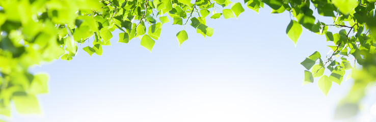 Tree branch with leaves in front of blue sunny sky