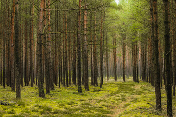 Fantasy green road to magic sunny fairy tale forest.