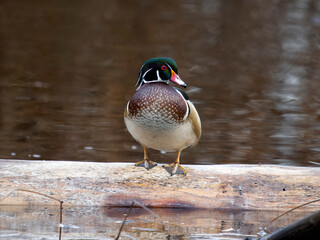 Poster - Wood duck, Aix sponsa