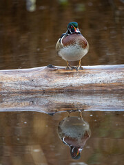 Wall Mural - Wood duck, Aix sponsa