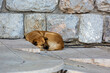 Sleeping street dog middle size lying near the brick wall