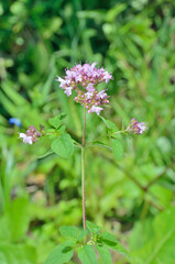 Poster - Blooming herb marjoram (Origanum vulgare)