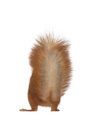 Leinwandbilder - Red Japanese Lis squirrel, sitting backward. Showing just tail and hind paws. Isolated on white background.