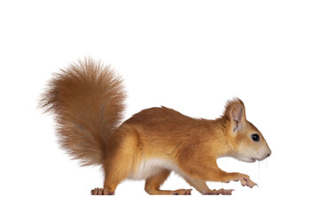 Aufkleber - Red Japanese Lis squirrel, walking away side ways. Lookng straight ahead. Isolated on white background.