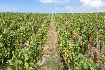 Champagne vineyards, France