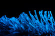 frozen needles of fir tree in colorful light