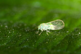 Fototapeta Dmuchawce - extreme close up of a tiny green aphid on leaf