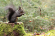 Eichhörnchen im Wald