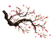 Isolated cherry blossom branch