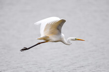 A Great White Egret At The Flight 
