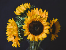 Close-up Of Sunflowers In Vase Against Black Background