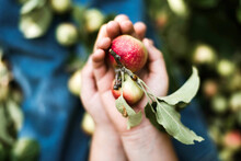 Cropped Hands Of Boy Holding Fresh Red Apples