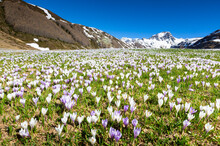 Alpine Meadows Covered Of Crocus Flowers, Madesimo, Italy