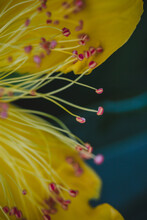 Detailed Close Up Of The Stamen Of A Yellow Flower