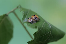 A Pair Of Aspidomorpha Miliaris Beetles Are Mating.