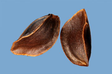 two seeds of the obedient plant (Physostegia virginiana) in extreme close up