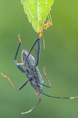 Wall Mural - Red ants  prey on  twig in tropical garden 