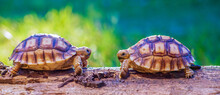Close Up Of Two Sulcata Tortoise Or African Spurred Tortoise Classified As A Large Tortoise In Nature, Top View Of Couple Beautiful Baby African Spur Tortoises On A Large Log
