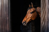 Fototapeta Konie - The head of a young sorrel horse in a modern wooden stable. Side view, close-up, space for text.