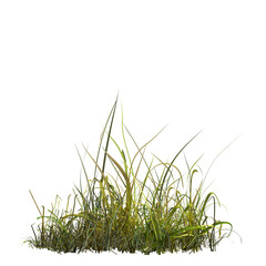 Wall Mural - wild field grass, isolated on a transparent background, 3D illustration, cg render
