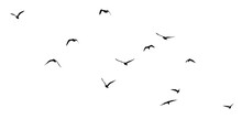 Png Flock Of Birds Flying In Sky On Clear Background