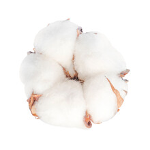 Cotton Flower On A Transparent Background. Isolated Object. Element For Design