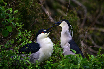 Egrets on a Nest