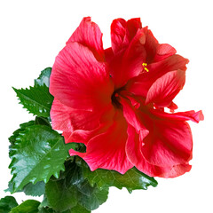 Sticker - Hibiscus rouge sur fond blanc 