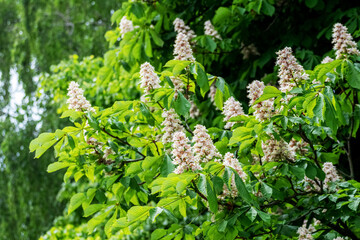 Wall Mural - Chestnut with white flowers in sunny weather. Chestnut blossoms