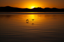 Loons Flying Over Yellowstone Lake At Sunrise.