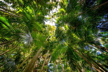 Palm Grove Section Of The Tamborine National Park, Queensland, Australia