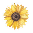 Sunflower watercolor flower. Hand drawn illustration isolated on white background. Design element for molding. yellow summer flower