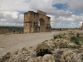 Wall Mural - a turtle at Volubilis Roman ruins in Morocco- Best-preserved Roman ruins located between the Imperial Cities of Fez and Meknes