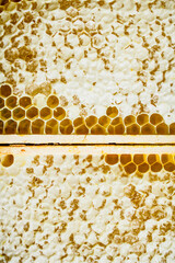 Wall Mural - Natural honey in honeycombs.