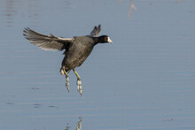 American Coot (Fulica Americana) Flying Over Forest Lake, Brazos Bend State Park, Needville, Texas, USA.