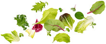 Falling Salad Leaves Isolated On White Background With Clipping Path