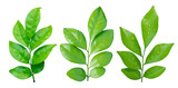 Set of Green leaves branch isolated on transparent background PNG file