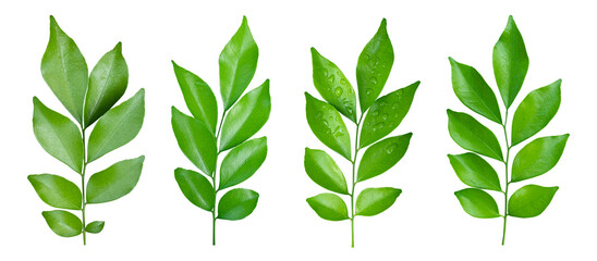 Wall Mural - Set of Green leaves branch isolated on transparent background PNG file