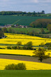The view across the glyme valley in the Cotswolds, Oxfordshire in Spring, with oilseed rape and mixed arable fields