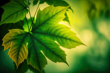 Large Leaves Of Forest Tree In Form Of Green Leaf Blurred Background