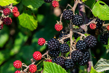 Blackberries On A Bramble Bush