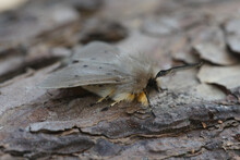 Detailed Close-up Macro Image Of Diaphora Mendica, Muslin Moth Sitting On Wood In The Garden